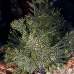 rhinopias_lacy_crci_mb_v_0394_png3327.jpg